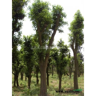 香樟小苗 供应各种绿化小苗 各种规格 送货上门，包移植