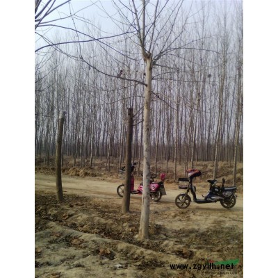 毛白杨，107，国槐，白蜡等