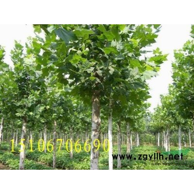 出售 1-20公分 速生法桐 造型法桐