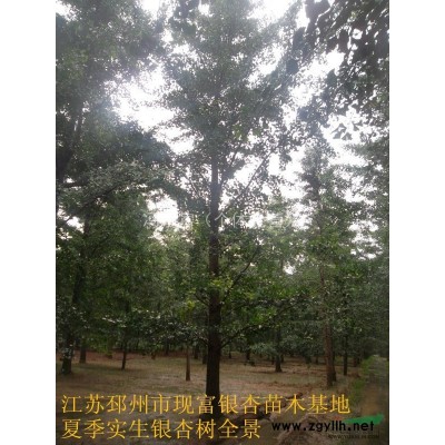 江苏邳州银杏树供应