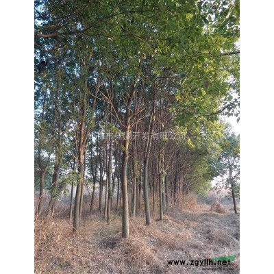 万棵樟树10-12cm急售
