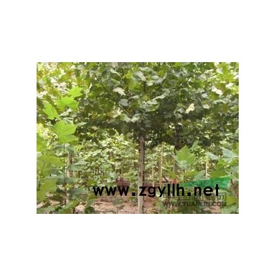 法桐暗绿色叶子街道和公共景观