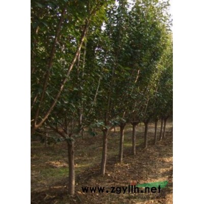 百日红 白皮松  法桐 芙蓉 榔榆 玉兰 樱花