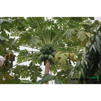 供应紫薇百日红/安徽紫薇百日红低价格批发