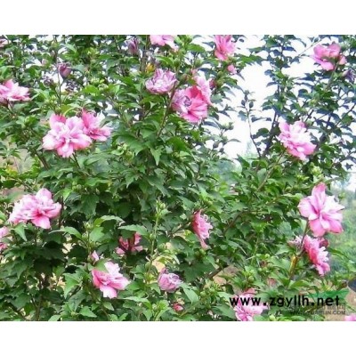 山东临沂河东区现货大量供应高原之火海棠