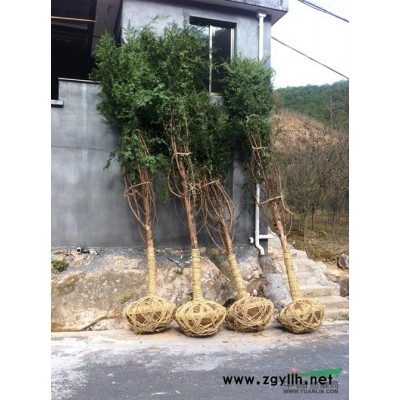 浙江供应3--18公分樱花