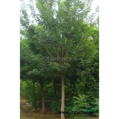 河南黄山栾树 北京栾树