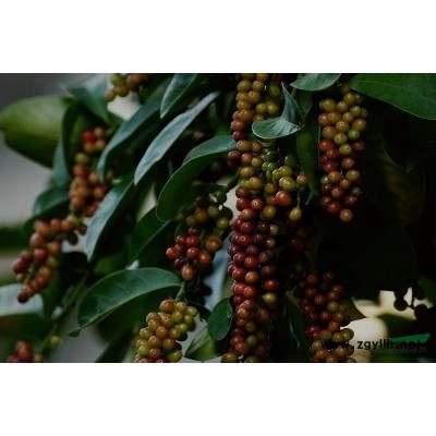 五味子苗大量低价抛售