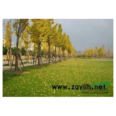 银杏行情报价\银杏图片展示