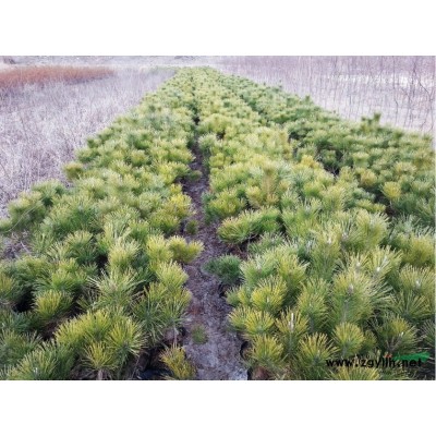 大量供应黑松、紫薇、木瓜等苗木。。