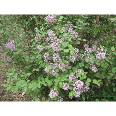 日本樱花 樱花小苗批发 樱花苗木价格 自产自销