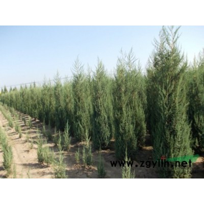 供应丹东桧柏 沈阳塔柏