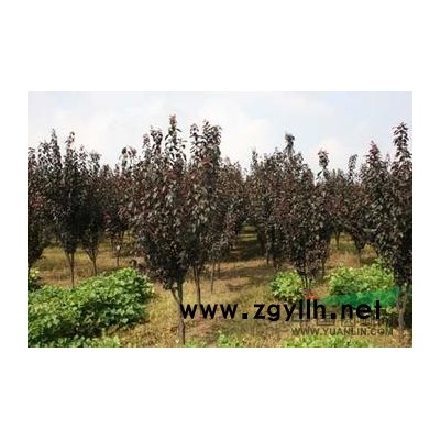 2013西府海棠价格 6-15公分西府海棠 低价处理西府海