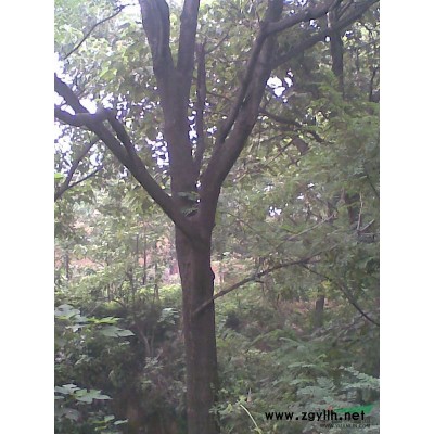 *栾树价格哪里*便宜栾树哪里*多