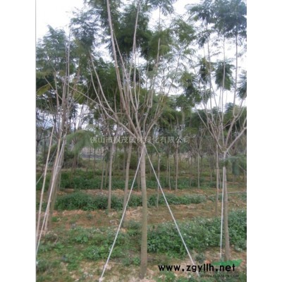 广东地区供应火焰木