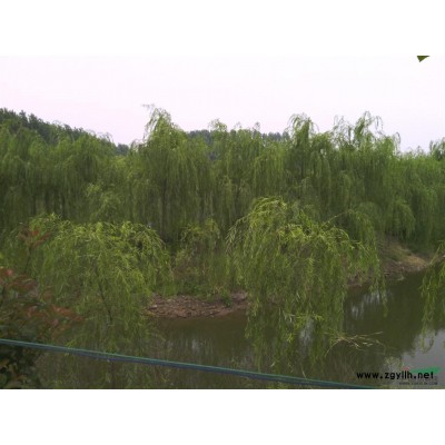 供应8-15公分青皮垂柳