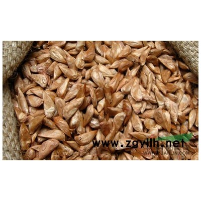 南京汤泉供应2013新采印度雪松种子