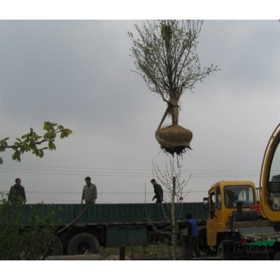 苏州色块苗.杜鹃.瓜子黄杨.金边黄杨.大叶杨