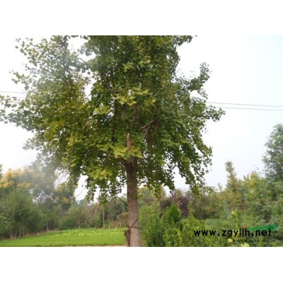 白蜡 2-3cm  土地到期处理  数量8万棵