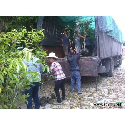 供应沉香树苗，沉香苗，农发沉香苗基地