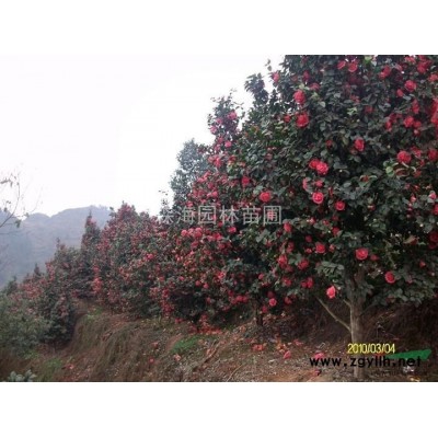 5公分精品高分支桂花树