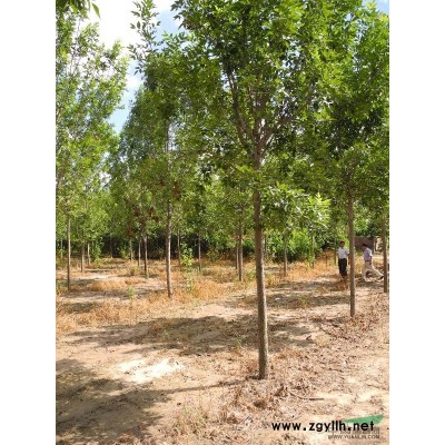 供应各种规格国槐、国槐小苗、柳树、白蜡、白蜡小苗绿化苗木