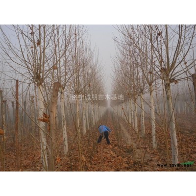 山东济宁供应法桐小苗