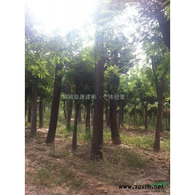 20、25公分榆树价格