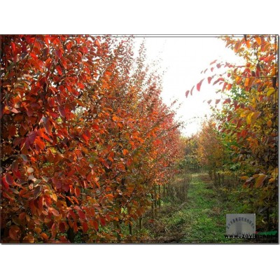 *一*濒危植物——银缕梅