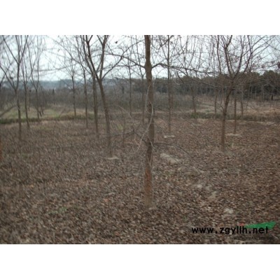 浙江有刺枸骨2*新报价/有刺枸骨2图片