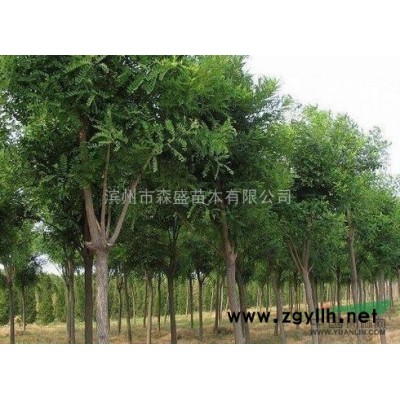 山东白蜡树滨州白蜡价格滨州优质白蜡小苗价格