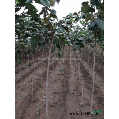 洛阳速生白蜡价格 洛阳速生樱花供应 洛阳红叶碧桃价格