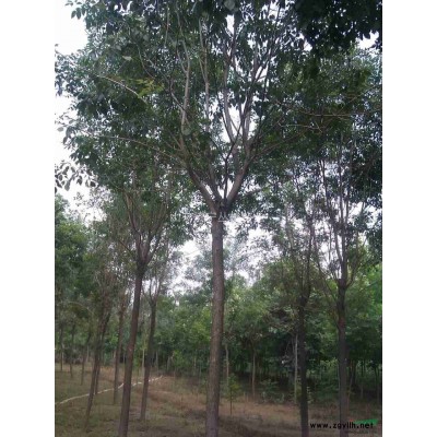 国槐 白蜡 法桐 合欢