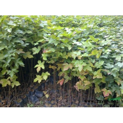 广东绿宝供应商-绿宝小苗报价-广州绿宝小苗批发