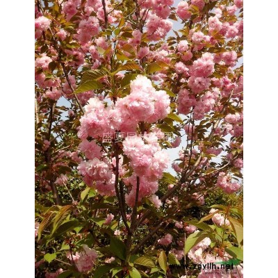 长期供应占地乔灌木