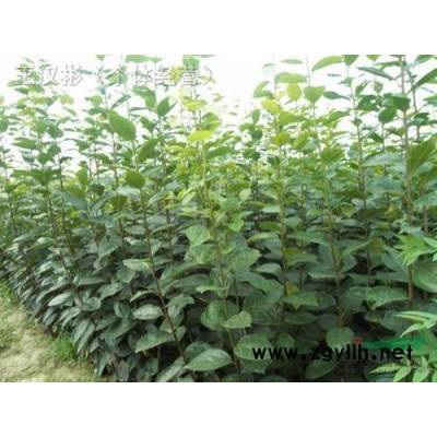 长青苗木专供北美海棠，绚丽海棠冬红海棠