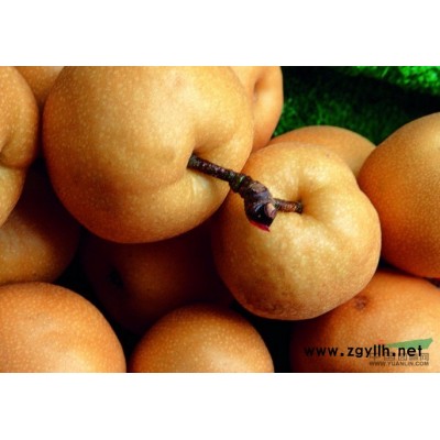 延津宏兴林业专业种植红叶杨树苗 中华红叶杨 红叶杨工程苗