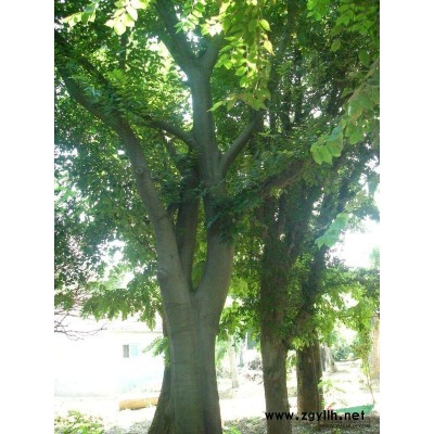 各种规格　朴树香樟　郎榆　榉树　三角枫　琵琶　稥泡小苗　梨树