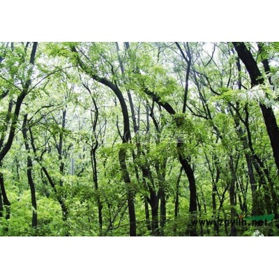 大量供应槐树（刺槐）、松树、樱桃树、银杏树、