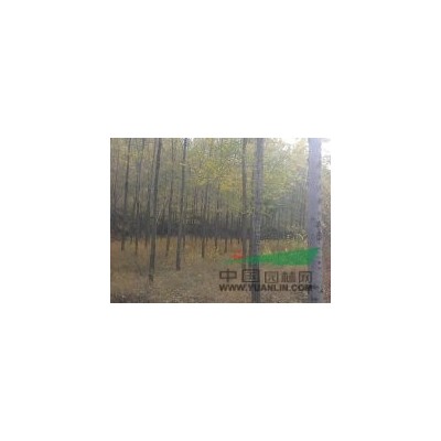 供应5—20公分榆树  8—16公分刺槐
