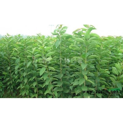 紧急供应白蜡大、小苗10万株