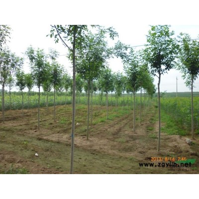 山东老式白蜡  速生白蜡 5-20公分