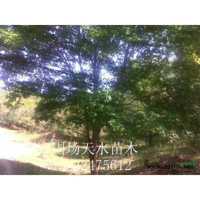 大量供应高品质元宝枫3