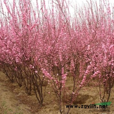 西湖海棠 垂丝海棠 樱花 梅花