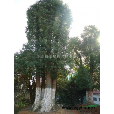 *专营陕西重庆香樟江西安徽香樟福建上海香樟广东贵州