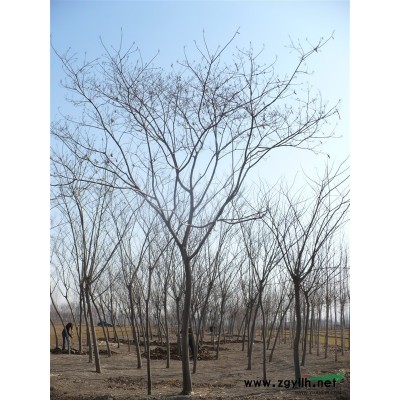 *18公分白蜡价格20公分白蜡土球3年冠白蜡价格