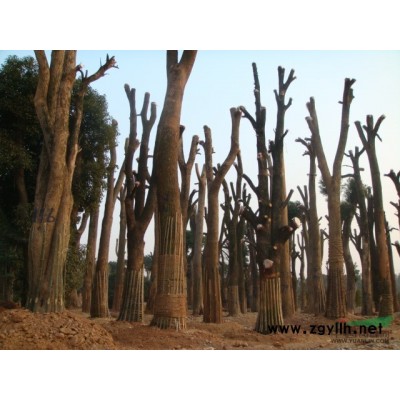 基地大量15-40cm移栽桂花现货，低价直销