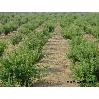 紫玉兰图片\紫玉兰报价