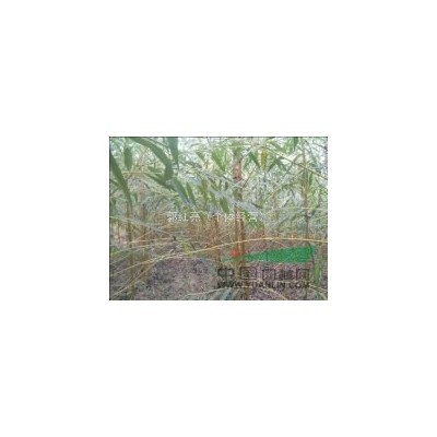 毛白杨，速生金丝垂柳，国槐，法桐，白蜡，木槿，千头椿，榆树