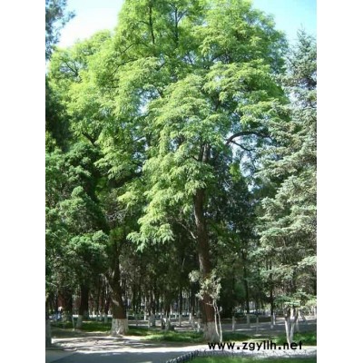 供应盐柳*新价格/供应盐柳报价